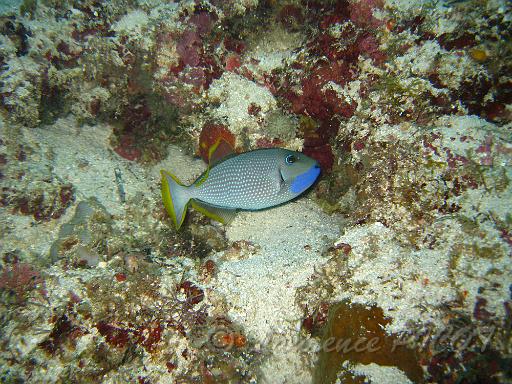 Baliste à joue bleue - Xanthichthys caeruleolineatus.JPG